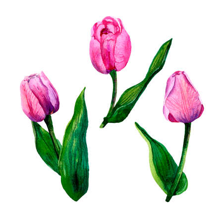 Watercolor composition of pink tulips. Buds, flowers and leaves. Bouquet in a circle. Flowers isolated on a white background.の写真素材