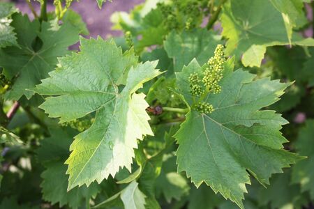 Grape leaves and small bunch of grapesの写真素材