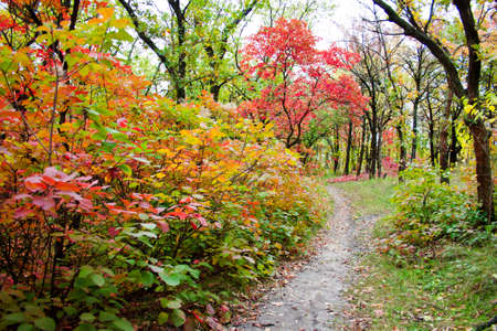 Autumn landscape with beautiful colored treesの写真素材