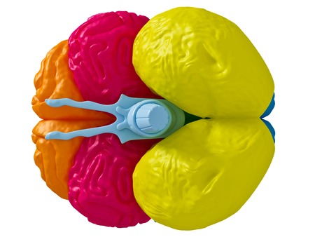 3 D model brain in different projectionsの写真素材