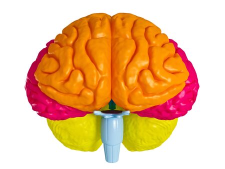 3 D model brain in different projectionsの写真素材