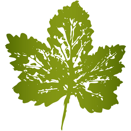 footprint leav from trees and shrubs Isolated on background .のイラスト素材