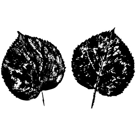 footprint leav from trees and shrubs Isolated on background .のイラスト素材