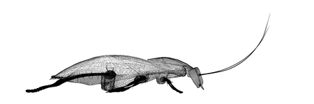 cockroach body structure isolated on a backgroundの写真素材