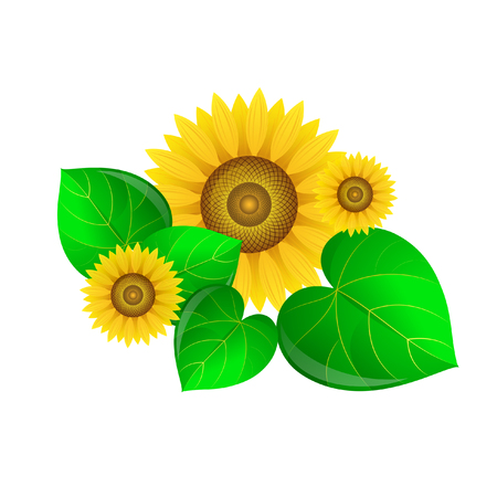 Ripe sunflower with green leaves vector illustration.のイラスト素材