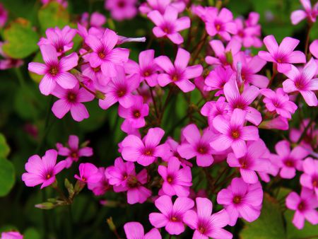 Little purple flowers of clover on the lawnの写真素材