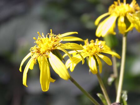 daisyの写真素材