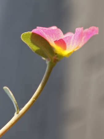 wild flowerの写真素材