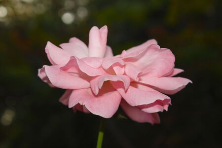 china roseの写真素材