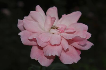 china roseの写真素材