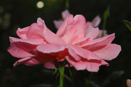 china roseの写真素材
