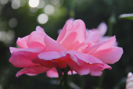 china roseの写真素材