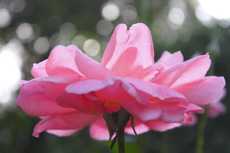 china roseの写真素材