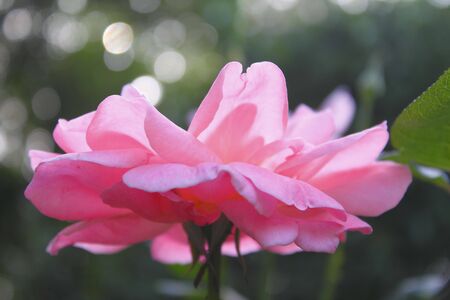 china roseの写真素材