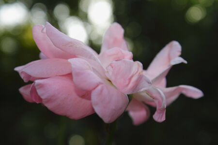 china roseの写真素材