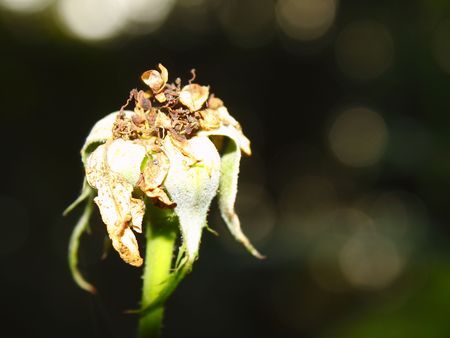withered china roseの写真素材