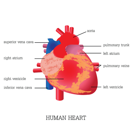 Structure and function of Human heart system,Human heart system anatomy isolated on white background, Human heart anatomy education vector illustration.のイラスト素材