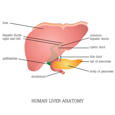 Structure and function of Human Liver Anatomy system isolated on white background, Human anatomy education vector illustration.のイラスト素材