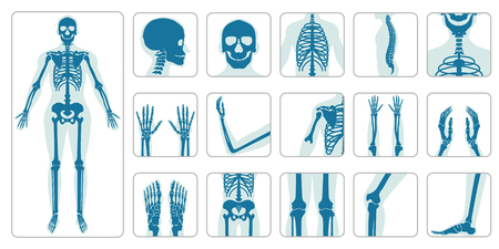 Human bones orthopedic and skeleton icon set on white background, bone x-ray image of human joints, anatomy skeleton flat design vector illustration.のイラスト素材