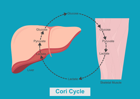 Cori cycle refers to the metabolic pathway in which lactate produced by anaerobic glycolysis in the muscles moves to the liver and is converted to glucose. medical healthcare, vector illustration.のイラスト素材