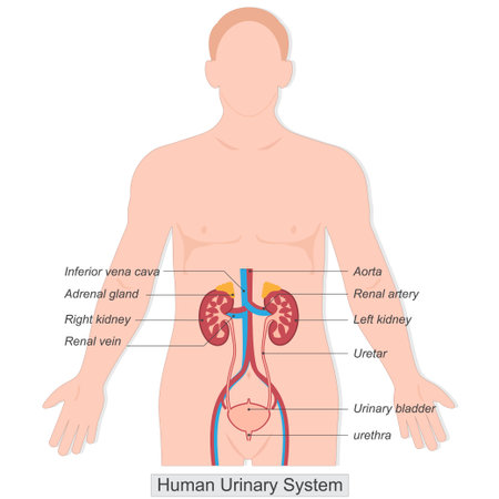 The human urinary system also known as the renal system is responsible for filtering waste from the blood and producing urine, which is then eliminated from the body.Medical Healthcare,vector.のイラスト素材