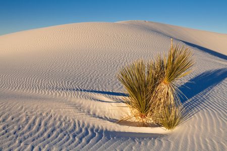 Survival - Lone Plant on Sand Dune at White Sands National Monument, New Mexico, USA.の写真素材