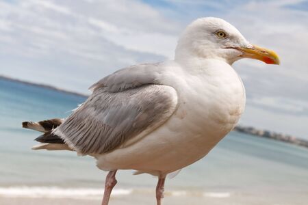 Graceful Seagull Sitting at Shoreline in St-Malo, France