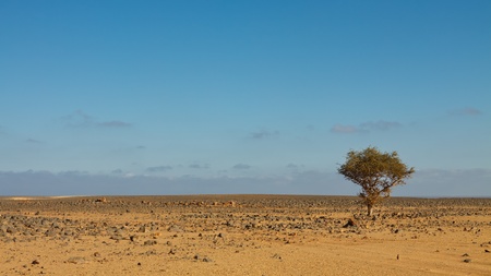 Survival - Lone tree in stone desert, Sahara, Libyaの写真素材