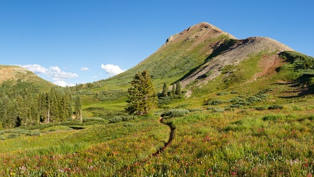 Wildflowers galore on idyllic alpine meadow in the San Juan Mountains along the Colorado Trail.の写真素材