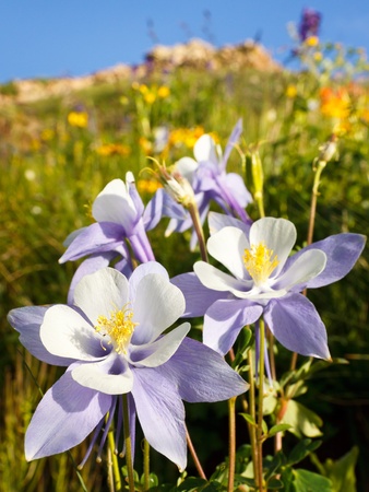 Wildflowers in bloom on alpine meadow in the Rocky Mountains along the Colorado Trail.の写真素材