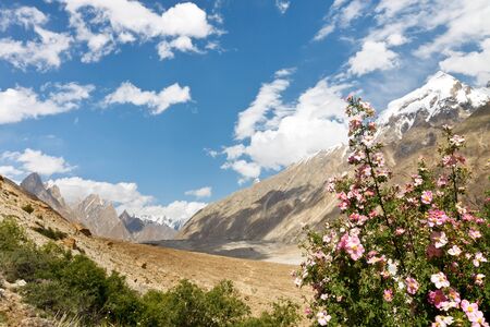 Karakorum Flora along the Braldu River, Northern Pakistan