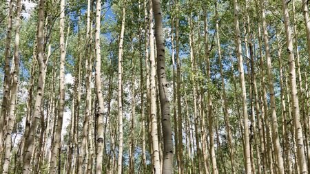 Aspen Forest in the Rocky Mountains, Colorado, USA の写真素材