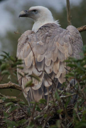 European Black Vulture - Aegypius monachus - wild birdの写真素材