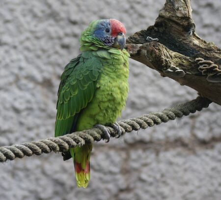 Green Red-tailed Amazon Parrot - Amazona brasiliensの写真素材