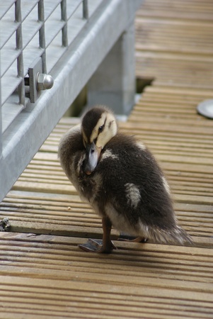 Close-up image of Mallard / Duck - Anas Platrhynchos - Duckling(s)の写真素材