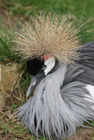 Portrait image of a wild Grey-crowned Craneの写真素材