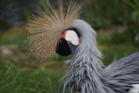 Portrait image of a wild Grey-crowned Craneの写真素材