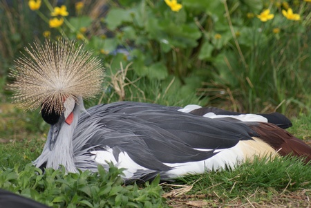 Portrait image of a wild Grey-crowned Craneの写真素材
