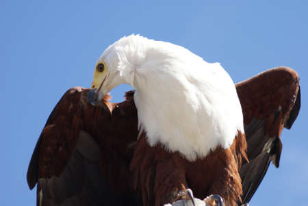 Portrait of a brown and white Eagleの写真素材