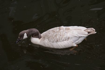 Wild Common Canada Goose - Branta Canadensisの写真素材