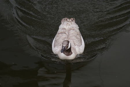 Wild Common Canada Goose - Branta Canadensisの写真素材