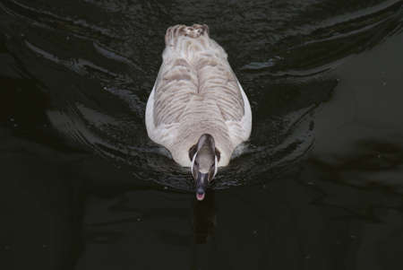 Wild Common Canada Goose - Branta Canadensisの写真素材