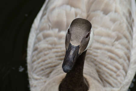 Wild Common Canada Goose - Branta Canadensisの写真素材
