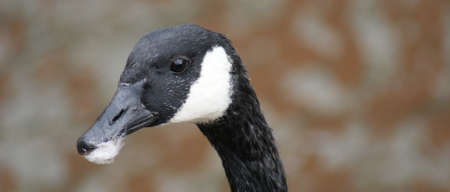 Wild Common Canada Goose - Branta Canadensisの写真素材