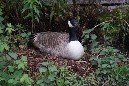 Wild Common Canada Goose - Branta Canadensisの写真素材