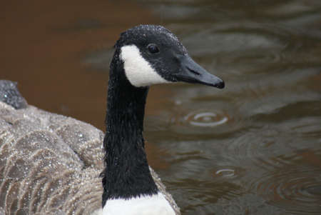 Wild Common Canada Goose - Branta Canadensisの写真素材