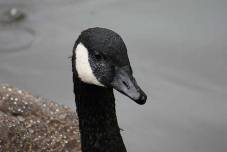 Wild Common Canada Goose - Branta Canadensisの写真素材
