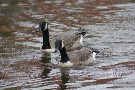 Wild Common Canada Goose - Branta Canadensisの写真素材