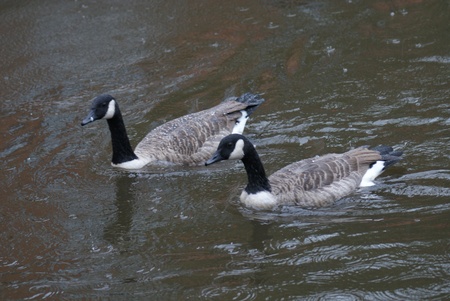 Wild Common Canada Goose - Branta Canadensisの写真素材