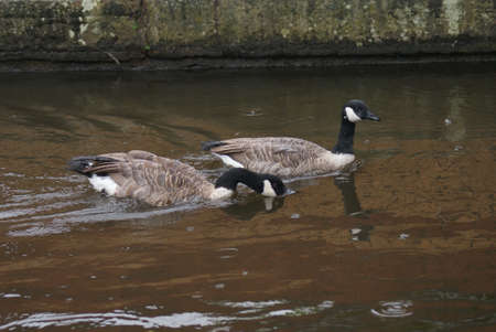Wild Common Canada Goose - Branta Canadensisの写真素材